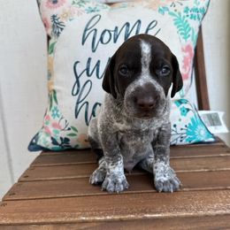 Luster Dust - Liver roan German Shorthaired Pointer puppy in Longview, Texas from Interstellar GSPs