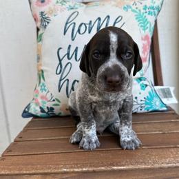 Luster Dust - Liver roan German Shorthaired Pointer puppy in Longview, Texas from Interstellar GSPs