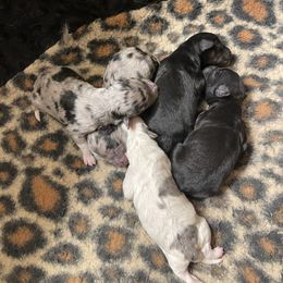 Aussiedoodle puppies from Forester Farms