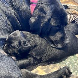 Labrador Retriever Puppies from LakeHouse Labrador Retriever