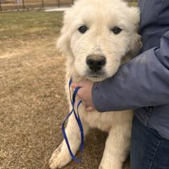 Doc - White male Maremma Sheepdog puppy in New Auburn, Wisconsin from Cordell Corgis