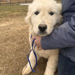 Doc - White male Maremma Sheepdog puppy in New Auburn, Wisconsin from Cordell Corgis