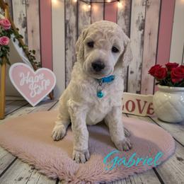 Gabriel - White male Poodle puppy in Port Orange, Florida from Daytona’s Standard Poodles
