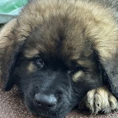 Harley - Leonberger