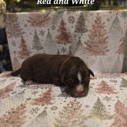 Baby B-Purple - Red tri female Miniature Australian Shepherd puppy in Vidor, Texas from Magnolia Mini Aussies with Tails
