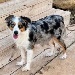Raven - Toy Australian Shepherd