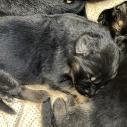 Girl 1 - Black and red female German Shepherd puppy in Humboldt, Iowa from Valiant Shepherds