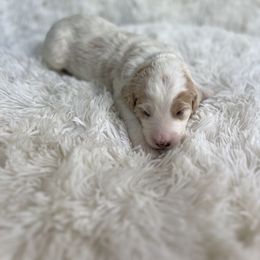 Aussiedoodle, Goldendoodle, and Poodle Puppies from Designer Doodles