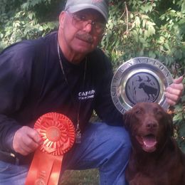 Labrador Retrievers from Mike Carosello's Labrador Retrievers