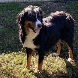 Millie - Bernese Mountain Dog