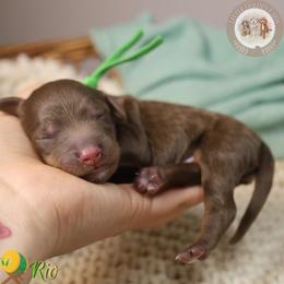 Rio - Phantom male Bernedoodle puppy in Fort Myers, Florida from Little Golden Farm