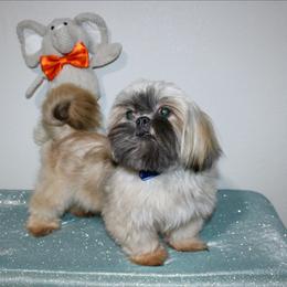 El chulo - Shih Tzu