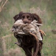 Blue - Boykin Spaniel