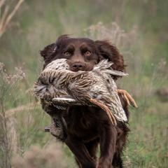 Blue - Boykin Spaniel