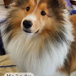Melody - Shetland Sheepdog