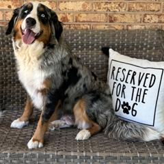 Daisy - Australian Mountain Doodle