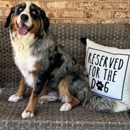 Daisy - Australian Mountain Doodle