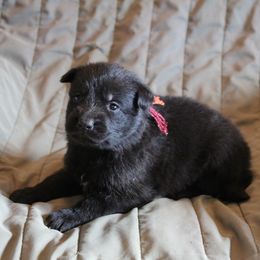 Nola's Orange Boy - Black male German Shepherd puppy in Lake George, Colorado from High Country German Shepherds