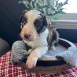 Macaroni - White and red male Bordoodle puppy in Valley Center, California from Circle R Valley Bordoodls