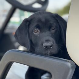 Labrador Retriever Puppies from J and D Retrievers