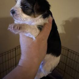 Moo traditional parti - Parti female Yorkshire Terrier puppy in Lamar, Missouri from RJ’S Classy Yorkies