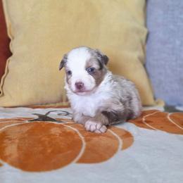 Gravy - Red merle male Miniature Australian Shepherd puppy in Killen, Alabama from Wilkers Wholehearted Mini Aussies