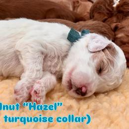 Turquoise - Parti female Goldendoodle puppy in Guntersville, Alabama from Carefree Goldendoodles