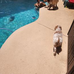Goldendoodle Puppies from Costa's Curly Canines