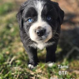 Tami - Black tri female Miniature Australian Shepherd puppy in East Berlin, Pennsylvania from Stoney Point Frenchies & Mountain Top Shepherds
