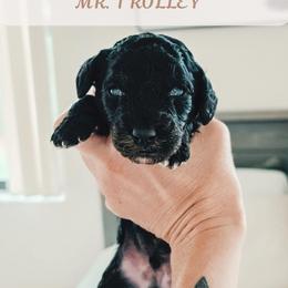 Mr. Trolley - Black male Goldendoodle puppy in Punta Gorda, Florida from Transformation Acres Goldendoodle