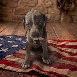 Boy 1 - male Catahoula Leopard Dog puppy in Greenwood, Delaware from OpenGate Catahoulas