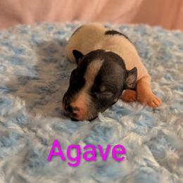 Agave - White and black female American Hairless Terrier puppy in Phoenix, Arizona from Bare Valley