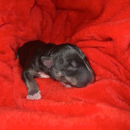 Roxi - Black brindle and white female Bull Terrier puppy in Stanton, California from Pure hearts