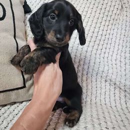 Tipsy Toes - Dachshund puppy from Lazy K&M Dachshunds