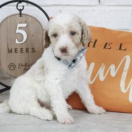 Buzz - Parti male Labradoodle puppy in Bryantown, Maryland from Doodles on Duty