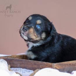Girl 2 - Black tri-color female Australian Shepherd puppy in Athens, Alabama from SunSet Ranch Aussies