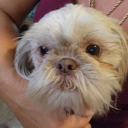 Trixie - Shih Tzu