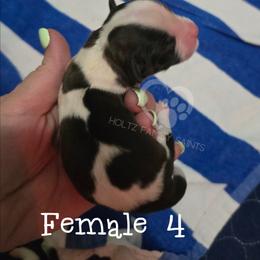 Female 4 - White and brown female Saint Bernard puppy in Kaukauna, Wisconsin from Holtz Family Saints