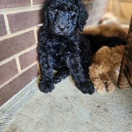Goldendoodle Puppies from Hadie's Doodles