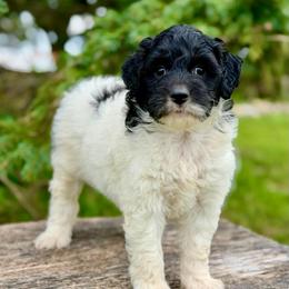 Red - Black tri-color female Aussiedoodle puppy in Lancaster, Minnesota from Finney Ranch