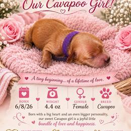 Purple - Red female Cavapoo puppy in Walterboro, South Carolina from Puddlejumpers