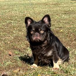 Beefcake - French Bulldog