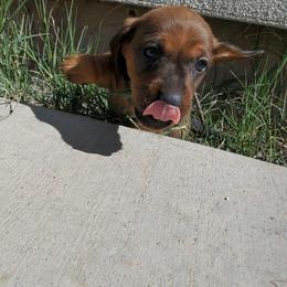 Nutmeg - Red male Dachshund puppy in Tucson, Arizona from Luna May's daschunds