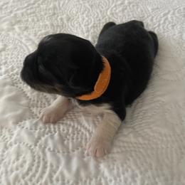 Boy 2 - Black male Lhasa Apso puppy in Palm Bay, Florida from Lhasa Apso Doggy Stylez Fl