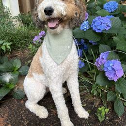 Ouiser - Bernedoodle