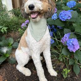 Ouiser - Bernedoodle