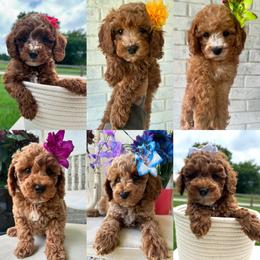 Goldendoodle and Poodle Puppies from Deerly Poodles & Doodles