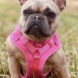 French Bulldogs from Escoland Kennels