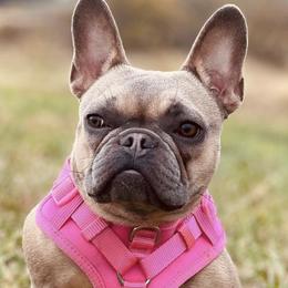 French Bulldogs from Escoland Kennels