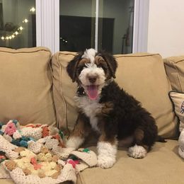 Aussiedoodle, Bernedoodle, and Poodle Puppies from Miller's Doodles